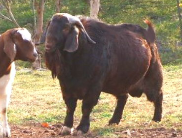 Kalahari goat for sale